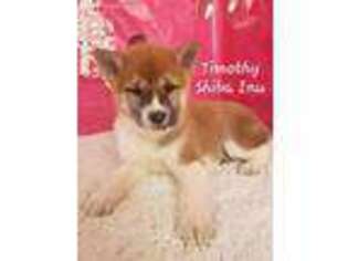 Shiba Inu Puppy for sale in Itasca, IL, USA