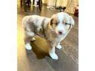 Miniature Australian Shepherd Puppy for sale in Luling, TX, USA
