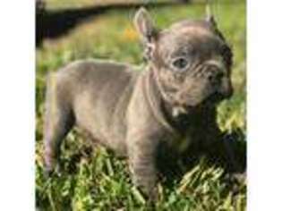 French Bulldog Puppy for sale in Beaumont, TX, USA