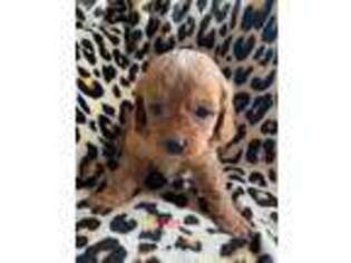 Cavapoo Puppy for sale in Myerstown, PA, USA