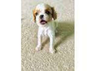Cavalier King Charles Spaniel Puppy for sale in Manassas, VA, USA