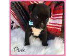 Boxer Puppy for sale in Clayton, GA, USA