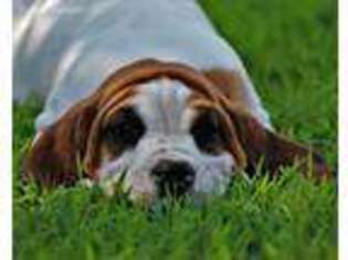 Basset Hound Puppy for sale in Liberty, KY, USA