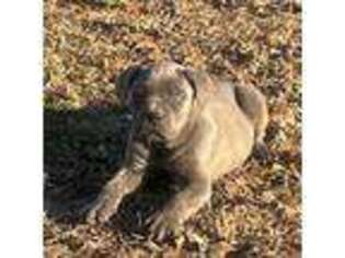 Cane Corso Puppy for sale in Broxton, GA, USA