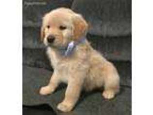 Golden Retriever Puppy for sale in Sears, MI, USA
