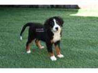 Bernese Mountain Dog Puppy for sale in Ligonier, IN, USA