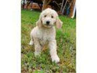Goldendoodle Puppy for sale in New London, NC, USA