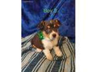 Pembroke Welsh Corgi Puppy for sale in Thompson, IA, USA
