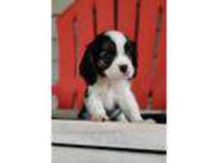 Cavalier King Charles Spaniel Puppy for sale in Keizer, OR, USA