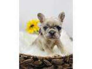 French Bulldog Puppy for sale in Altus, OK, USA