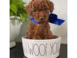 Goldendoodle Puppy for sale in Van Alstyne, TX, USA