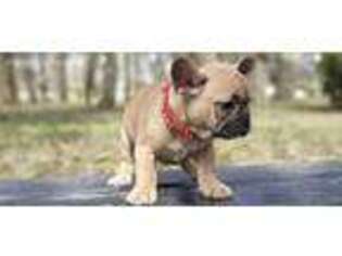 French Bulldog Puppy for sale in Hutto, TX, USA