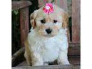 Havanese Puppy for sale in Choudrant, LA, USA