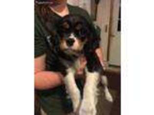 Cavalier King Charles Spaniel Puppy for sale in Croswell, MI, USA