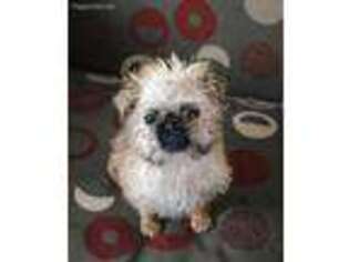 Brussels Griffon Puppy for sale in Nappanee, IN, USA