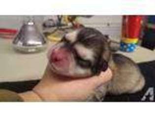 Alaskan Malamute Puppy for sale in PASCO, WA, USA