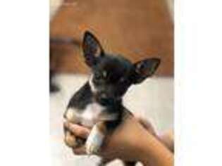 Chorkie Puppy for sale in Ephrata, PA, USA