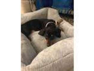 Dachshund Puppy for sale in Queen Creek, AZ, USA