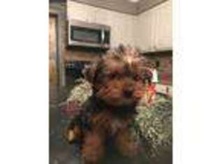 Yorkshire Terrier Puppy for sale in Delaware, OH, USA