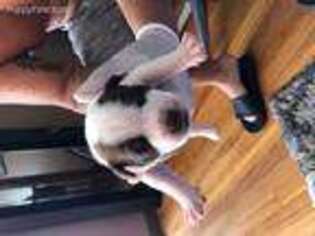 Alapaha Blue Blood Bulldog Puppy for sale in Brockton, MA, USA