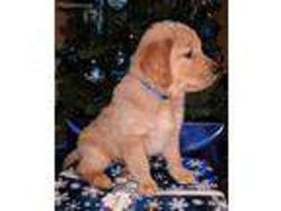 Golden Retriever Puppy for sale in Dansville, NY, USA