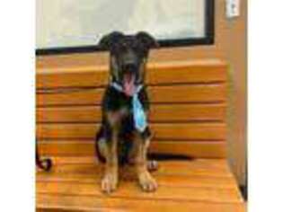 German Shepherd Dog Puppy for sale in Carrollton, TX, USA