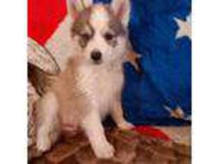 Mutt Puppy for sale in Wyanet, IL, USA