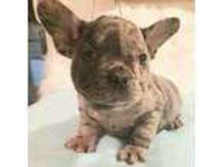 French Bulldog Puppy for sale in Edison, NJ, USA