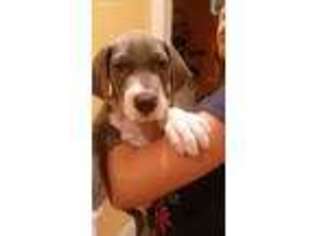 Great Dane Puppy for sale in Swansboro, NC, USA