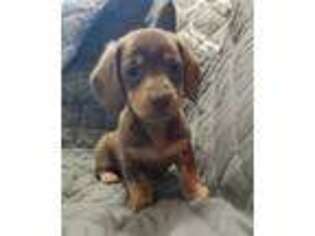 Dachshund Puppy for sale in Canyon Country, CA, USA