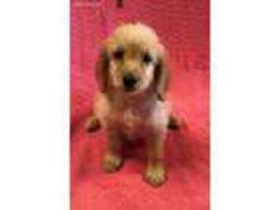 Labradoodle Puppy for sale in Tulare, CA, USA