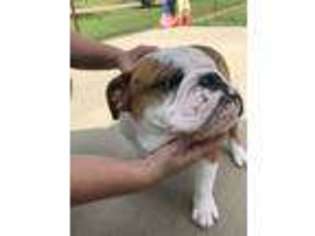 Bulldog Puppy for sale in Andalusia, AL, USA
