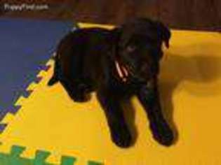 Labrador Retriever Puppy for sale in Sunnyvale, CA, USA