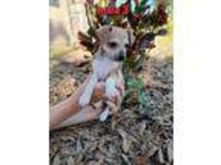 Siberian Husky Puppy for sale in Brandon, FL, USA