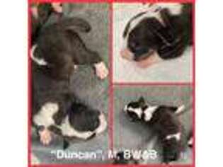 Bull Terrier Puppy for sale in Jarrettsville, MD, USA