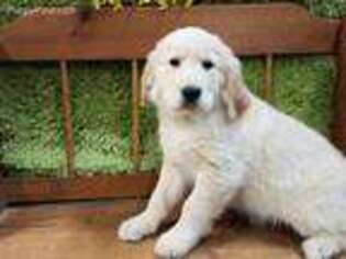 Golden Retriever Puppy for sale in Womelsdorf, PA, USA