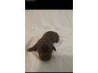 Dachshund Puppy for sale in Scottsburg, VA, USA