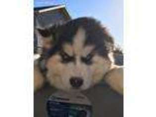 Siberian Husky Puppy for sale in Rozet, WY, USA