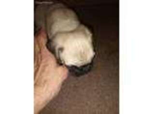Pug Puppy for sale in Arvada, CO, USA