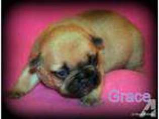 French Bulldog Puppy for sale in FARMERSVILLE, TX, USA