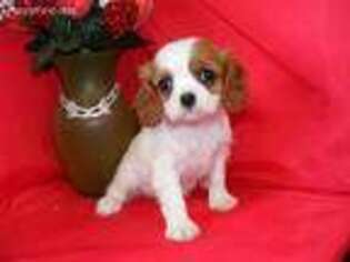 Cavalier King Charles Spaniel Puppy for sale in Dayton, TN, USA