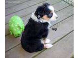 Miniature Australian Shepherd Puppy for sale in Seminole, OK, USA
