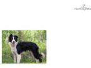 Border Collie Puppy for sale in Phoenix, AZ, USA