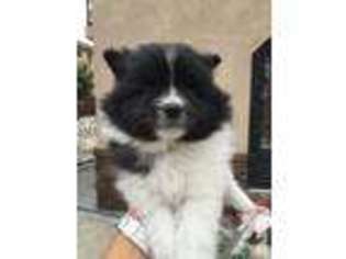 Pomeranian Puppy for sale in DOWNEY, CA, USA