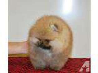 Pomeranian Puppy for sale in FONTANA, CA, USA