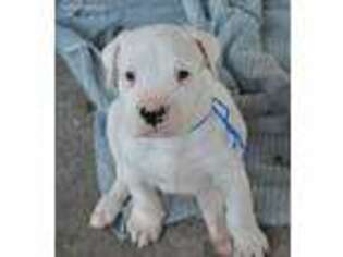 Dogo Argentino Puppy for sale in Lithia, FL, USA