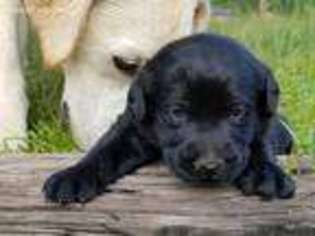 Labrador Retriever Puppy for sale in Pacolet, SC, USA