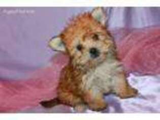 Maltese Puppy for sale in Hawarden, IA, USA