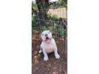 Bulldog Puppy for sale in Show Low, AZ, USA