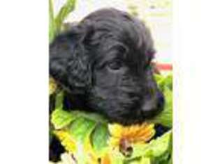 Labradoodle Puppy for sale in Hondo, TX, USA